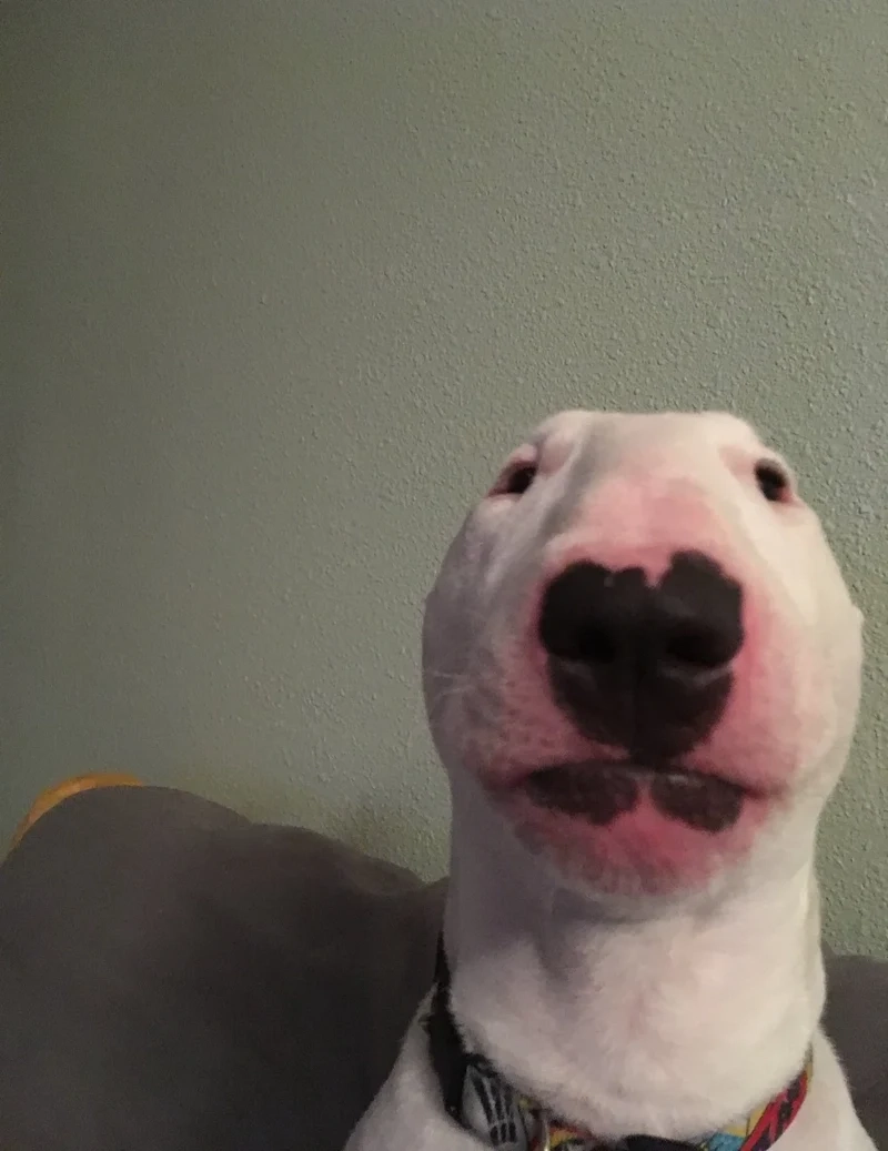 Dogday meme thể hiện những ngày của Doge trong thế giới meme đầy thú vị.
