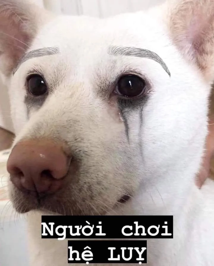Dog laugh meme khiến người xem cảm nhận được sự vui nhộn từ chú chó.