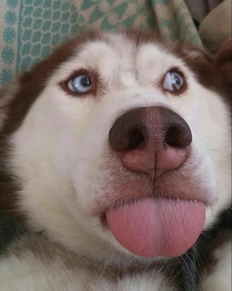 Happy dog meme mang lại sự vui vẻ từ nụ cười của những chú chó hạnh phúc.