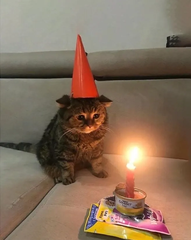 Chúc mừng sinh nhật với meme cat happy birthday thật đáng yêu.