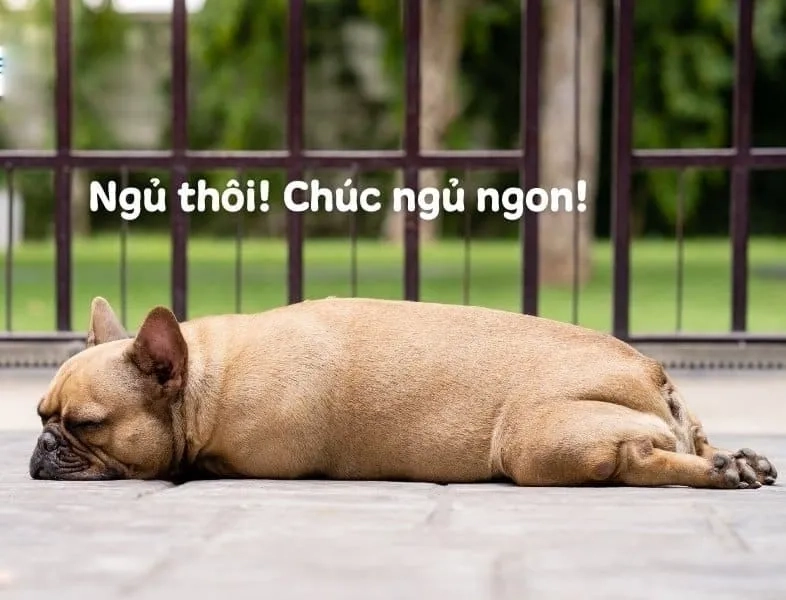 Hãy chia sẻ những ngủ đi meme hài hước để khuyên bạn bè đi ngủ.