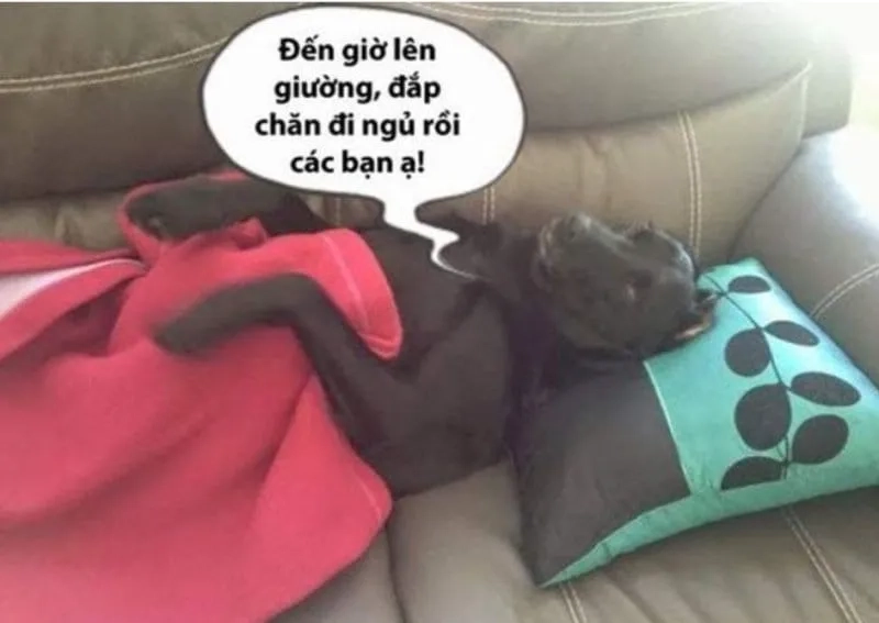 Meme mới ngủ dậy dễ thương và hài hước, hoàn hảo cho sáng mới.