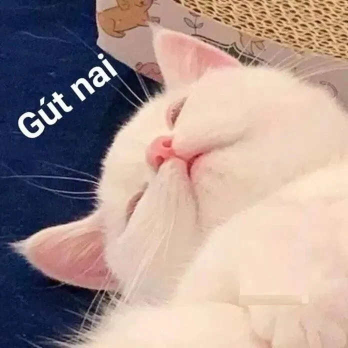 Meme mèo buồn ngủ dễ thương giúp bạn thư giãn và cười vui vẻ.