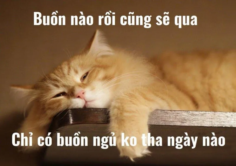 Mèo ngủ meme dễ thương sẽ làm bạn thư giãn ngay lập tức.