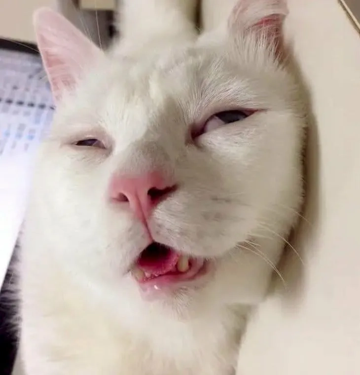 Meme mèo đi ngủ dễ thương là cách tuyệt vời để kết thúc một ngày.