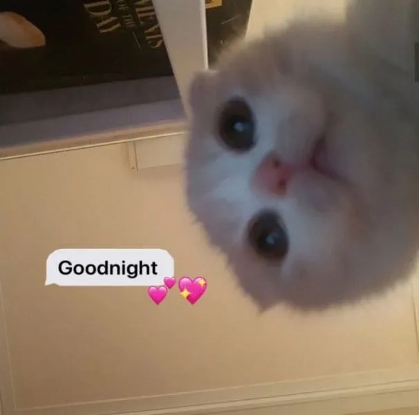 Những ngủ ngon meme đáng yêu giúp bạn thư giãn trước khi đi ngủ.