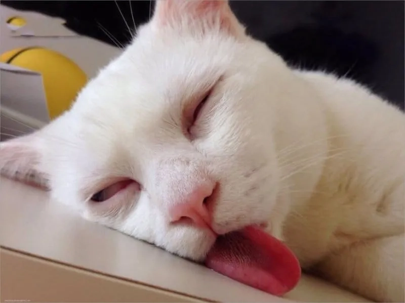 Chúc ngủ ngon meme cute mang đến sự thư giãn và hài hước trước khi ngủ.