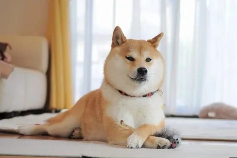 Chó Shiba với cơ bắp mạnh mẽ, làm bạn phải cười tươi!