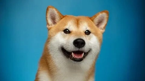 Tuyệt vời những hình ảnh meme chó Shiba cực cool!