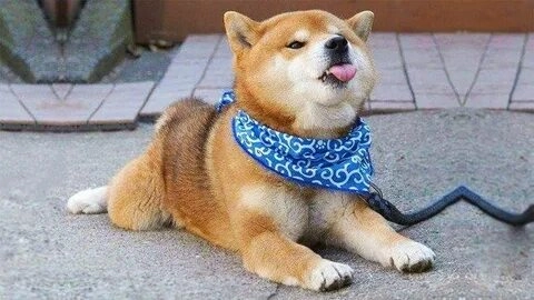 Con chó Shiba meme dễ thương và cực kỳ thú vị!
