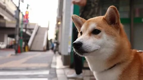 Chó Shiba meme siêu đáng yêu, hãy thử ngay!