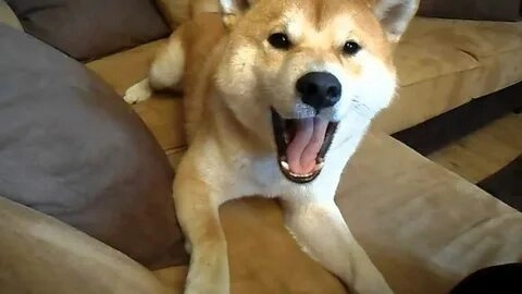 Meme Shiba Bonk khiến bạn không thể ngừng cười!