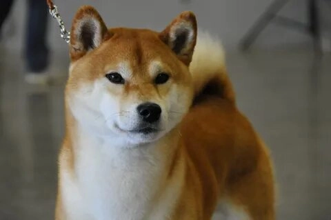 Chó Shiba Inu meme Doge gây bão mạng xã hội!