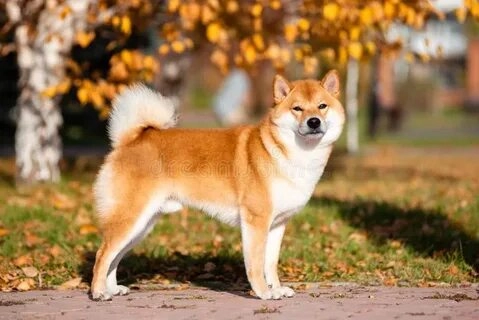 Shiba Dog meme mang đến niềm vui bất tận!