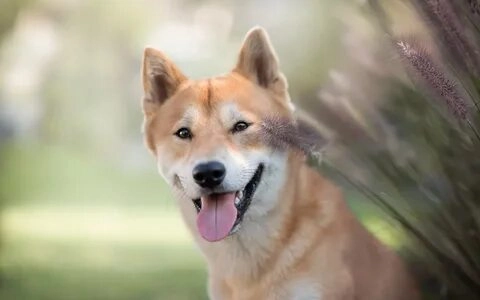Chó Shiba meme mang đến những khoảnh khắc vui nhộn!