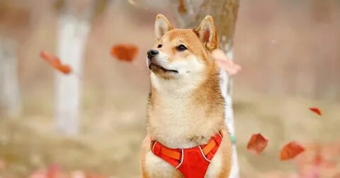 Shiba Bonk meme khiến cộng đồng mạng không thể ngừng cười.