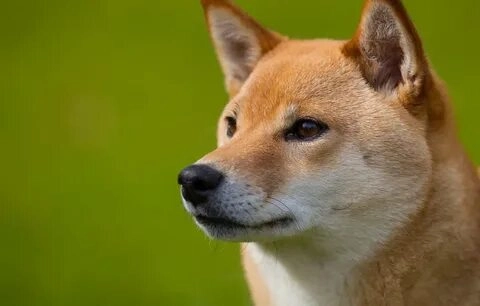 Cùng chiêm ngưỡng ảnh meme chó Shiba cực dễ thương!