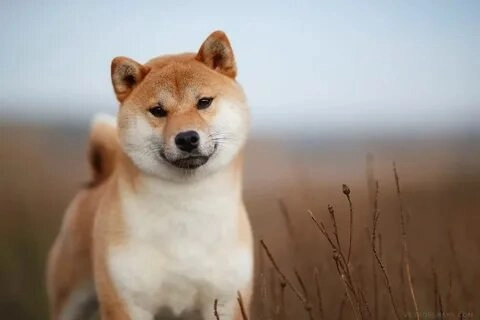Shiba Inu meme coin gây ấn tượng mạnh trong cộng đồng!