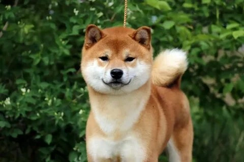 Những hình ảnh meme chó ngộ nghĩnh khiến bạn không thể không cười.