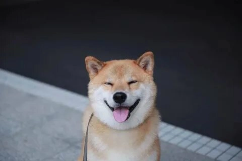 Meme chó ngủ với hình ảnh siêu đáng yêu chắc chắn sẽ khiến bạn yêu thích.