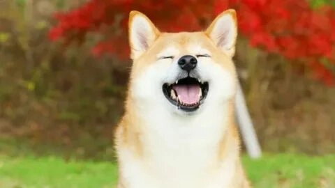 Meme chó cười to vui vẻ, đem lại sự tươi mới cho người xem.