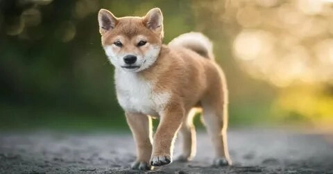 Meme mèo và chó, sự kết hợp hoàn hảo cho những giây phút giải trí.