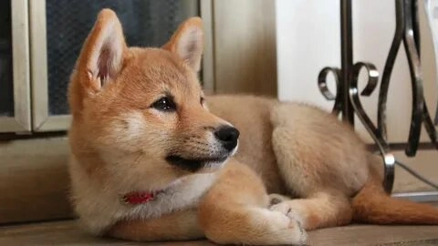 Meme chó dễ thương luôn mang đến tiếng cười bất tận cho người xem.
