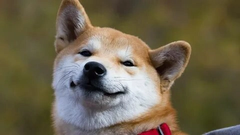 Meme chó sợ hãi chắc chắn sẽ khiến bạn cười không ngừng.