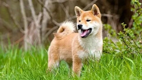 Meme Tuyệt vời những hình ảnh meme chó Shiba cực cool!hó Shiba Việt Nam khiến mọi người không thể ngừng cười.