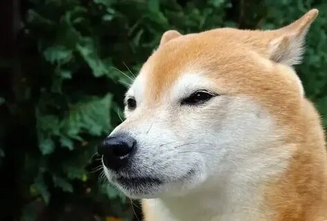 Meme chó tải cực kỳ thú vị và tạo ra những pha bất ngờ.