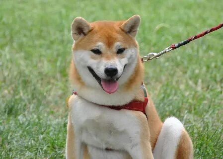 Meme chó hài hước sẽ khiến bạn bật cười không ngừng.