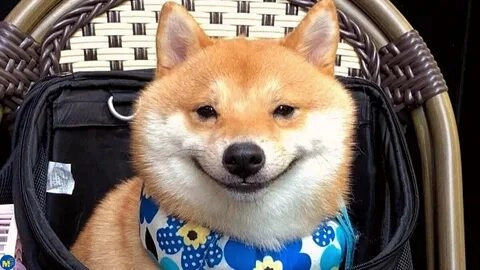 Meme chó nhìn nghiêng mang đến những khoảnh khắc hài hước.
