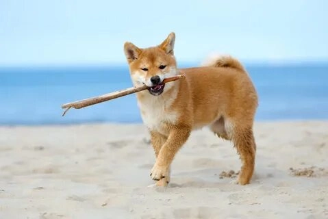 Meme chó buồn tạo ra cảm xúc lạ nhưng vẫn vô cùng dễ thương.