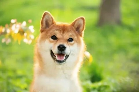 Meme chó avatar với biểu cảm hài hước sẽ khiến bạn phải chia sẻ ngay.