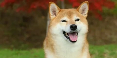 Chó Shiba cười meme sẽ mang đến niềm vui bất tận cho bạn.