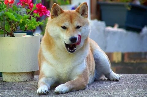 Meme chó đáng yêu khiến mọi người không thể rời mắt.