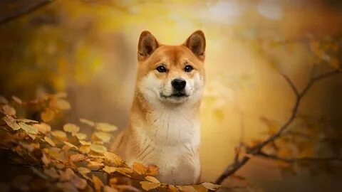 Meme chó cười khiến bạn không thể nhịn được cười mỗi khi xem.
