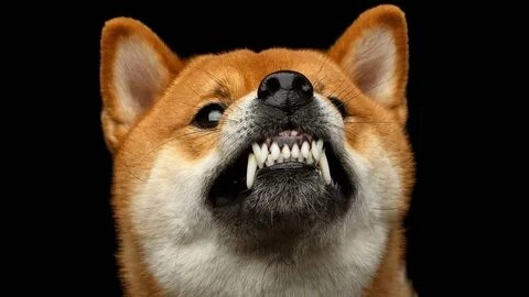 Meme chó cười tươi sáng, mang đến năng lượng tích cực.