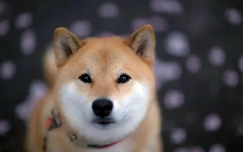 Meme chó cười lớn đem lại tiếng cười cho mọi người.
