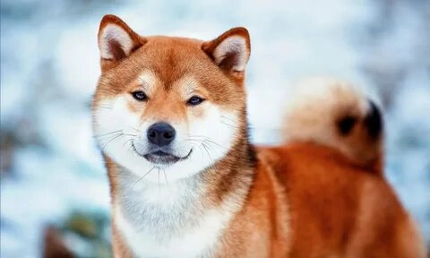 Meme chó cắn cực kỳ hài hước và đầy sáng tạo.