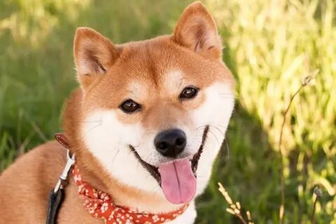 Meme chó tải đang gây sốt trên các nền tảng meme hiện nay.