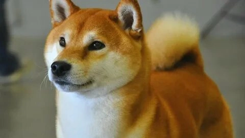 Meme chó cười vui vẻ mang lại niềm vui bất tận cho người xem.
