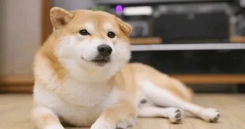 Meme chó dễ thương chắc chắn sẽ khiến bạn phải thốt lên “aww”.