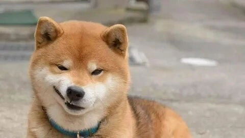 Những ảnh chó Shiba meme ngộ nghĩnh và đầy hài hước!