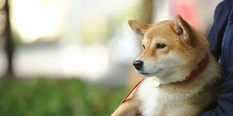 Chó meme đáng yêu đang là xu hướng meme nổi bật hiện nay.