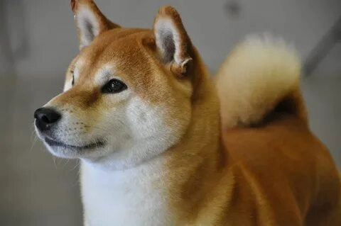 Meme Doge dễ thương mang lại nụ cười cho bạn mỗi ngày.
