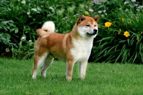 Cheems trong meme Doge khiến mọi người không thể nhịn cười.