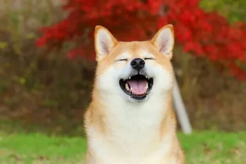Cùng chiêm ngưỡng những ảnh Doge meme hài hước tuyệt vời.