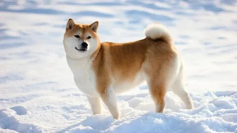 Cheems meme trong bộ sưu tập Doge sẽ khiến bạn không thể ngừng cười.