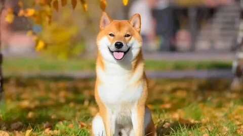 Meme Doge cực kỳ nổi bật và dễ gây nghiện cho người xem.